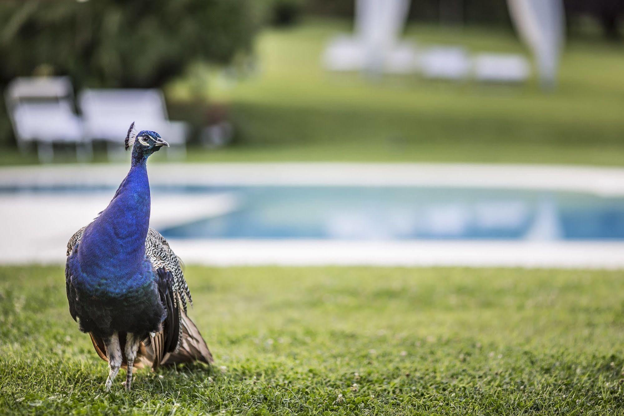 Agriturismo La Casa Di Rodo Quarrata Εξωτερικό φωτογραφία